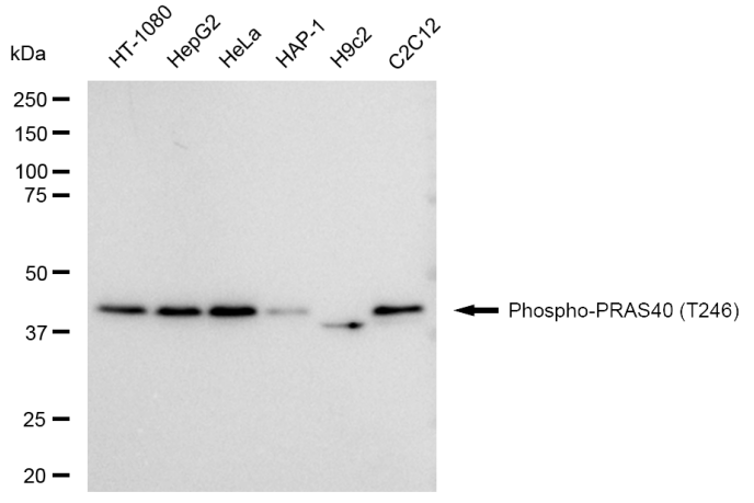 [KD Validated] Anti-AKT1S1 Rabbit mAb [29L58S87]