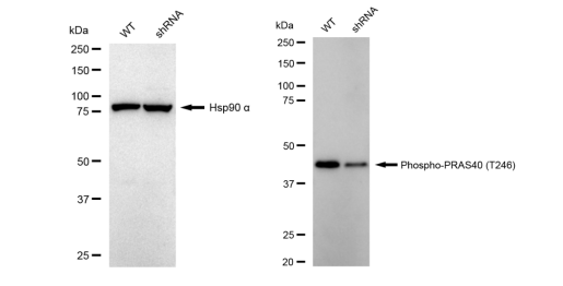 [KD Validated] Anti-AKT1S1 Rabbit mAb [29L58S87]
