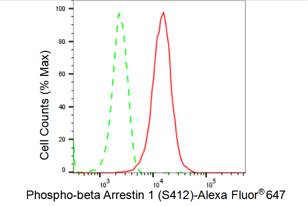 [KD Validated] Anti-ARRB1 Rabbit mAb [68E83A40]