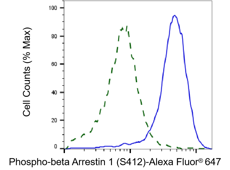 [KD Validated] Anti-ARRB1 Rabbit mAb [68E83A40]