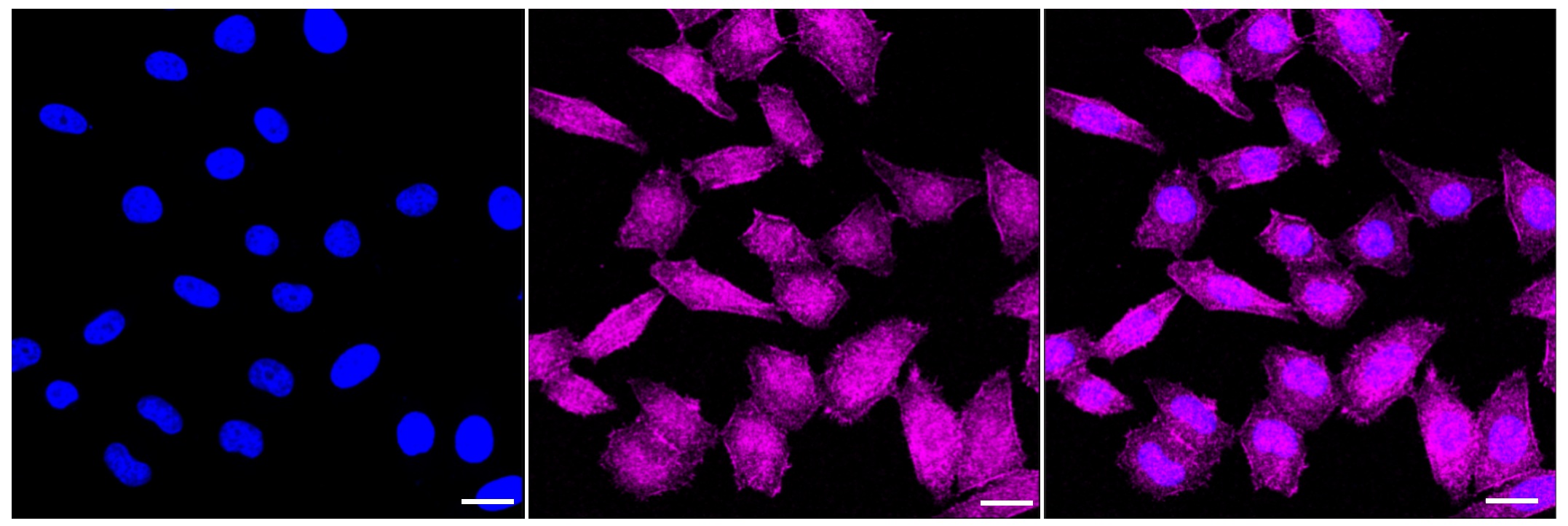 [KD Validated] Anti-ARRB1 Rabbit mAb [68E83A40]