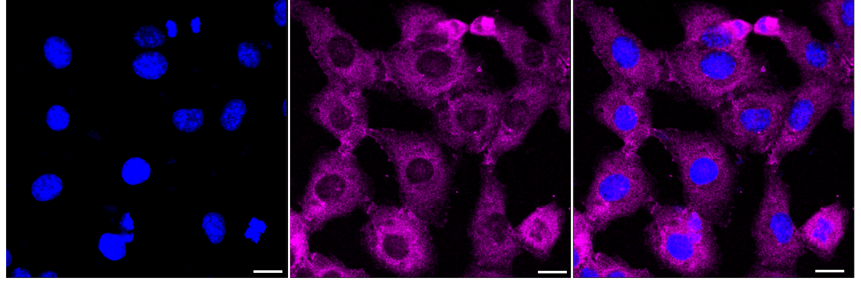 [KD Validated] Anti-EIF4A1 Rabbit mAb [79S72Q22]