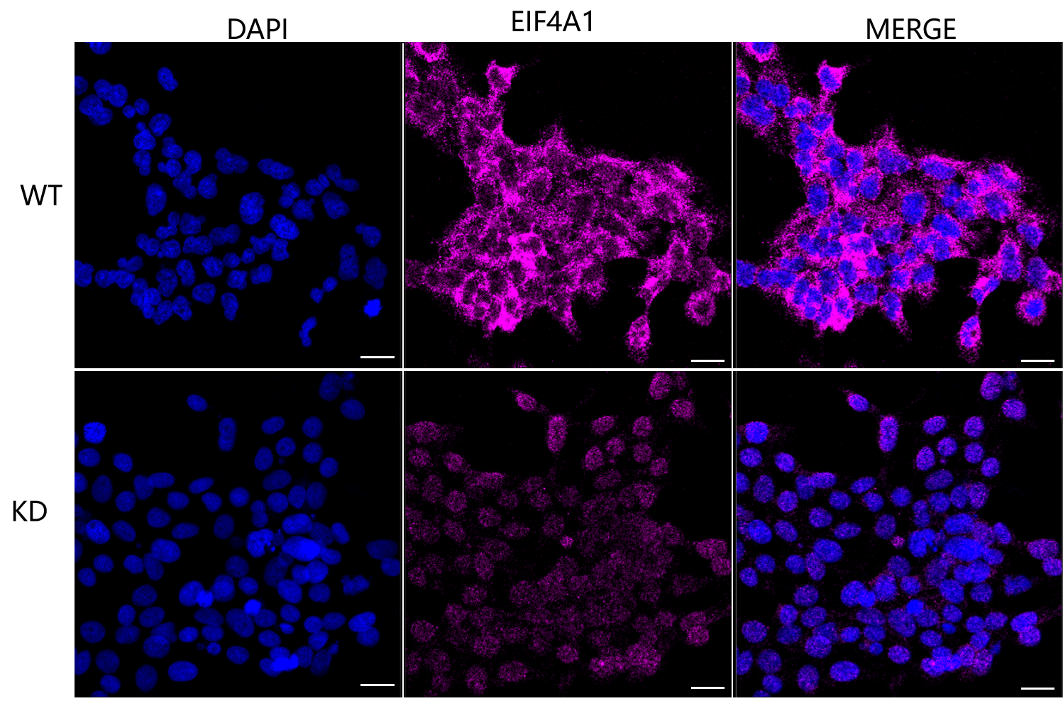 [KD Validated] Anti-EIF4A1 Rabbit mAb [79S72Q22]