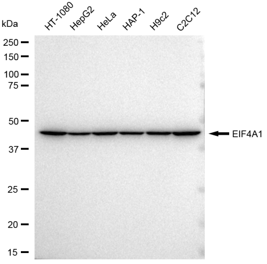 [KD Validated] Anti-EIF4A1 Rabbit mAb [79S72Q22]