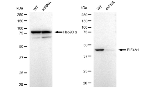 [KD Validated] Anti-EIF4A1 Rabbit mAb [79S72Q22]