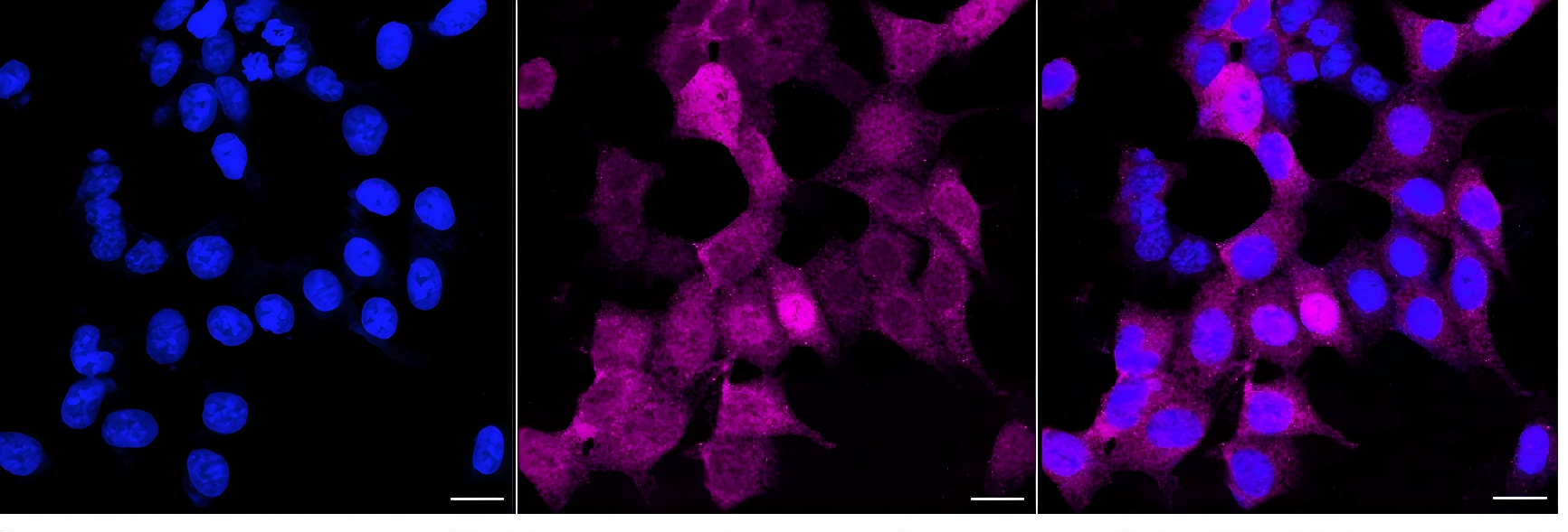 [KD Validated] Anti-BUB1 Rabbit mAb [96B91K21]
