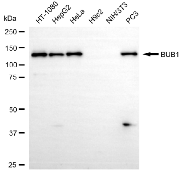 [KD Validated] Anti-BUB1 Rabbit mAb [96B91K21]