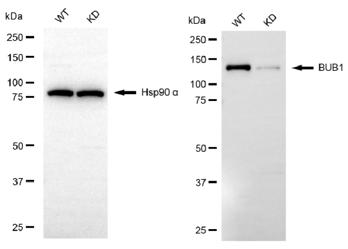 [KD Validated] Anti-BUB1 Rabbit mAb [96B91K21]