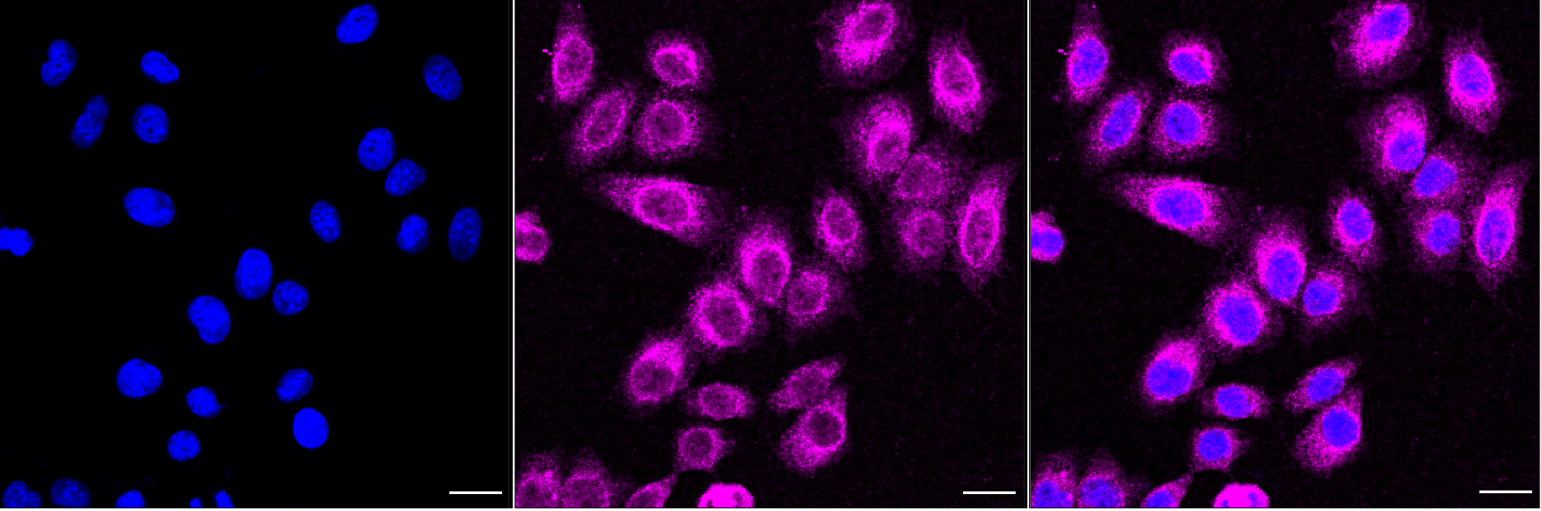 [KD Validated] Anti-MAD1L1 Rabbit mAb [48R62B54]