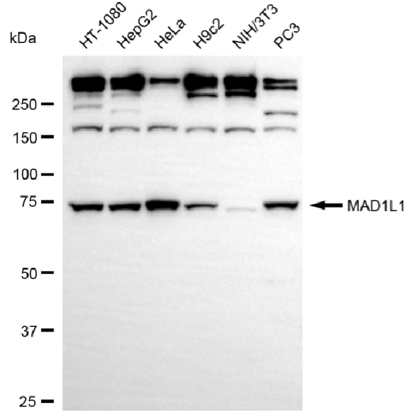 [KD Validated] Anti-MAD1L1 Rabbit mAb [48R62B54]