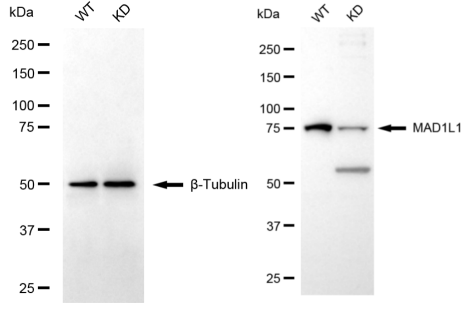[KD Validated] Anti-MAD1L1 Rabbit mAb [48R62B54]