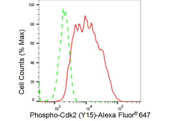 [KD Validated] Anti-CDK2 Rabbit mAb [76A82C58]