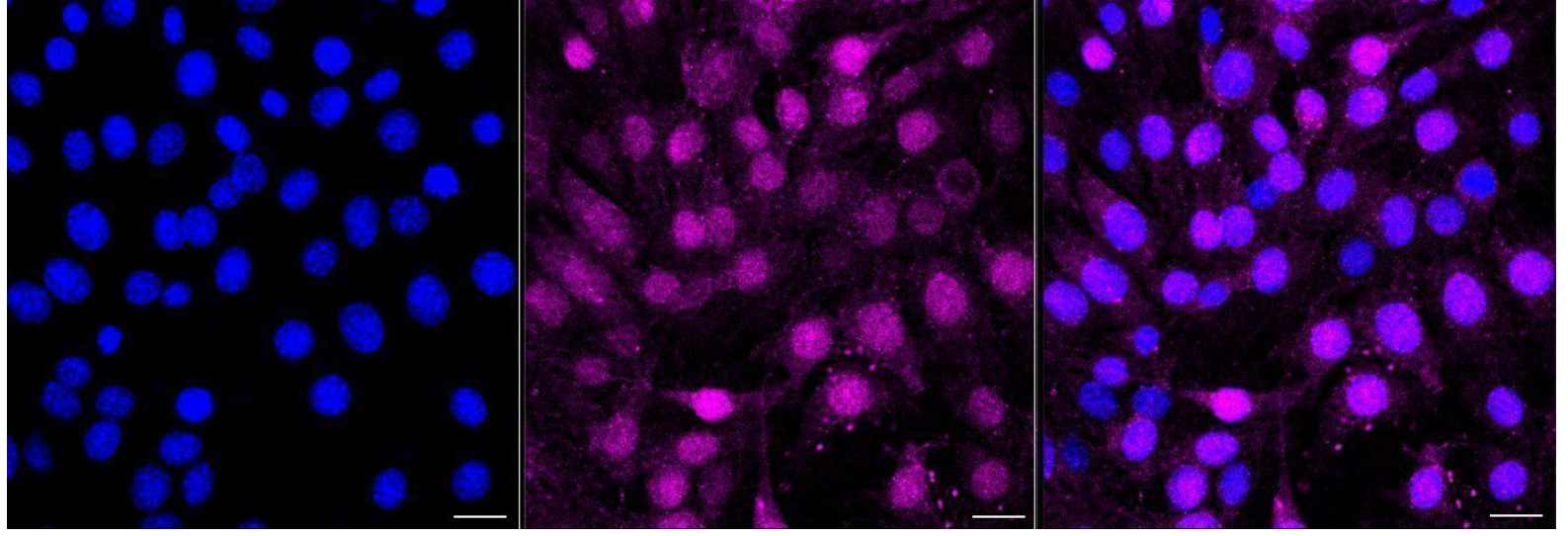 [KD Validated] Anti-CDK2 Rabbit mAb [76A82C58]