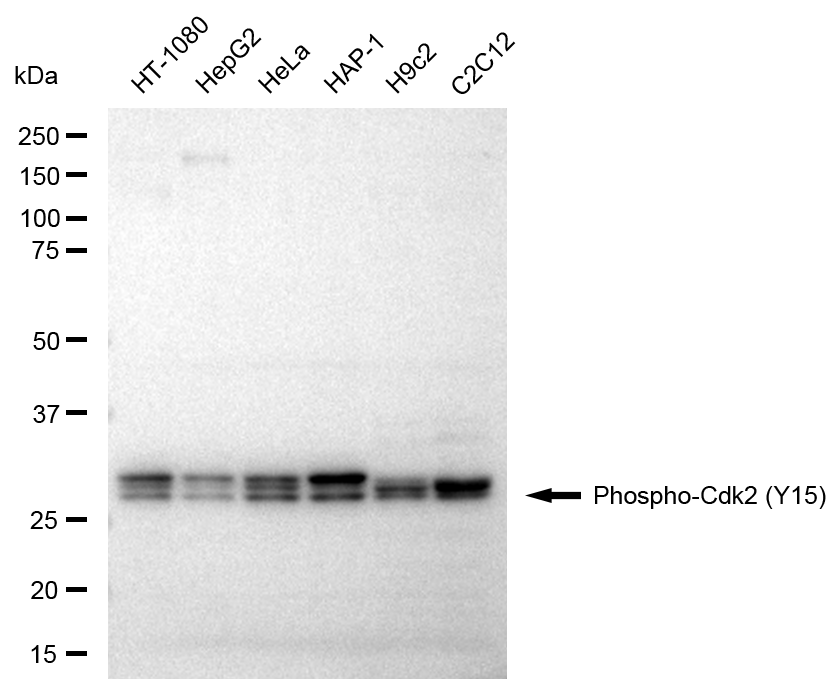 [KD Validated] Anti-CDK2 Rabbit mAb [76A82C58]