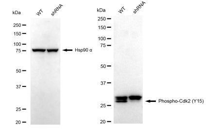[KD Validated] Anti-CDK2 Rabbit mAb [76A82C58]