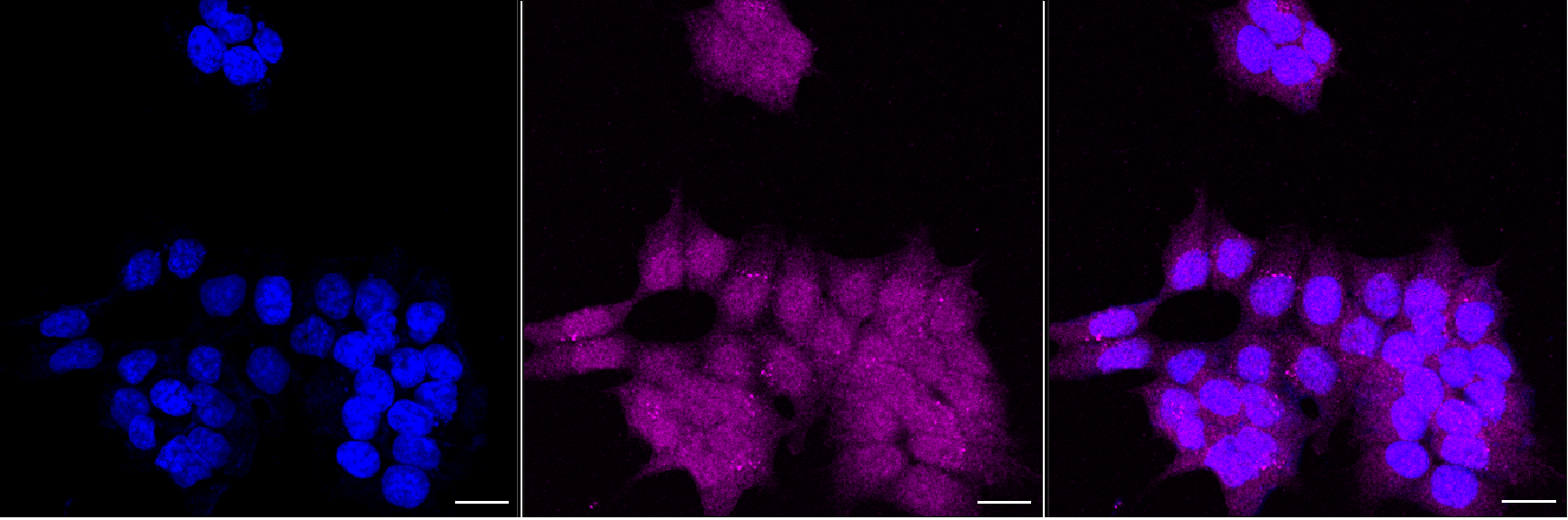 [KD Validated] Anti-GPX4 Rabbit mAb [52Q47S85]