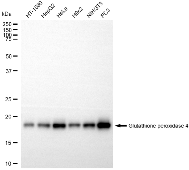 [KD Validated] Anti-GPX4 Rabbit mAb [52Q47S85]