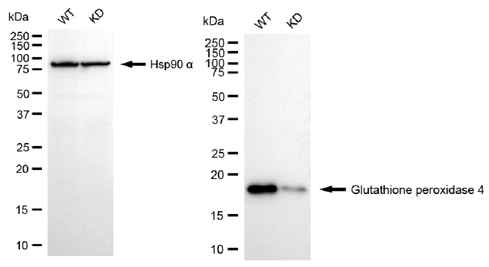 [KD Validated] Anti-GPX4 Rabbit mAb [52Q47S85]