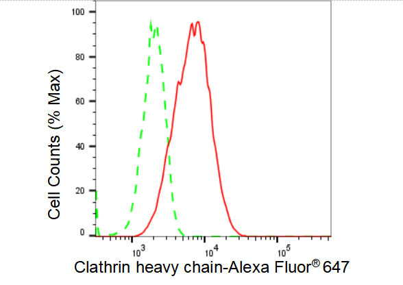 [KD Validated] Anti-CLTC Rabbit mAb [95H83O49]