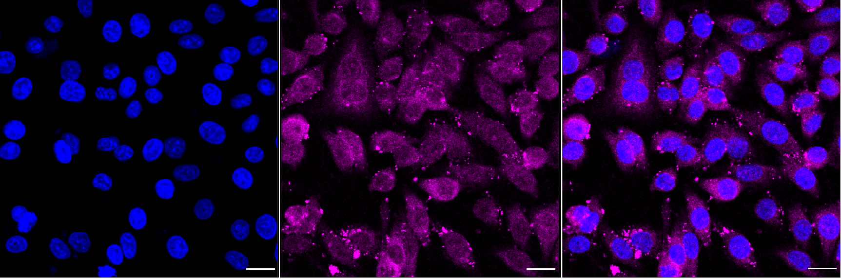 [KD Validated] Anti-DDIT3 Rabbit mAb [56S58N63]