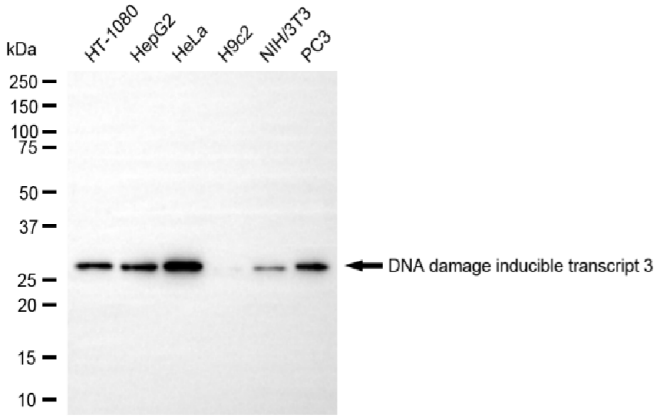 [KD Validated] Anti-DDIT3 Rabbit mAb [56S58N63]
