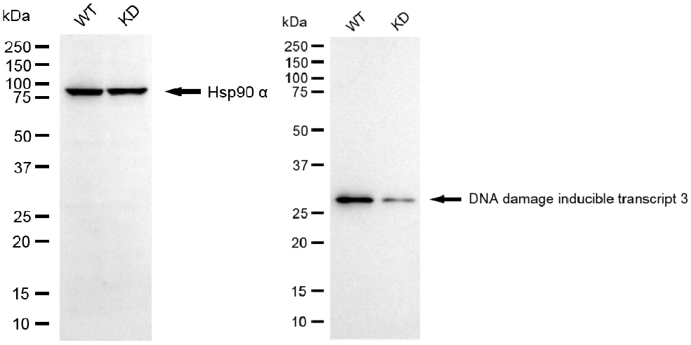 [KD Validated] Anti-DDIT3 Rabbit mAb [56S58N63]