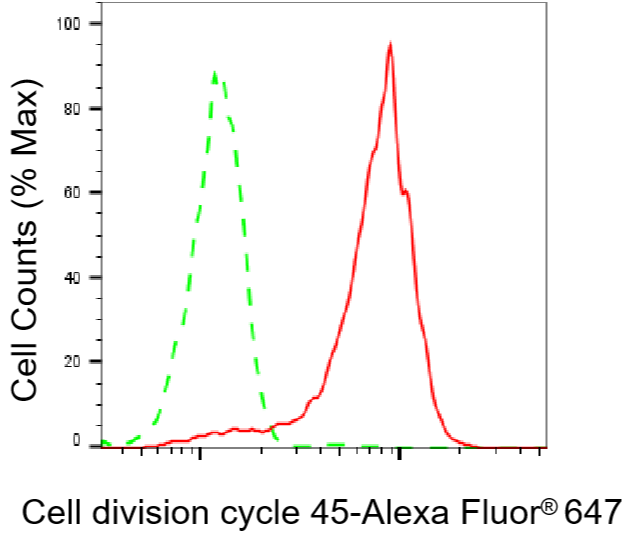 [KD Validated] Anti-CDC45 Rabbit mAb [89N13H39]