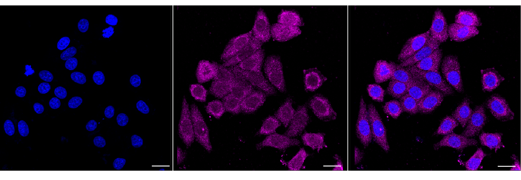 [KD Validated] Anti-CDC45 Rabbit mAb [89N13H39]