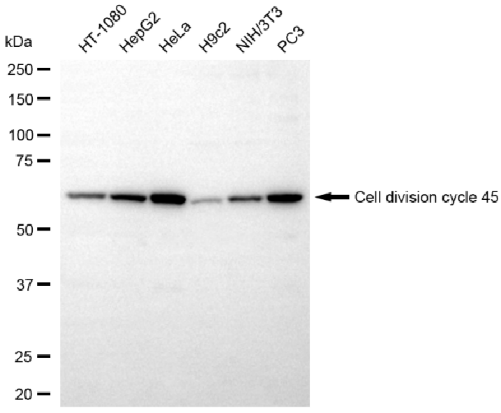[KD Validated] Anti-CDC45 Rabbit mAb [89N13H39]