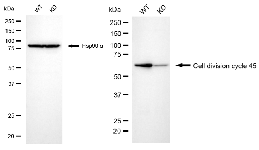 [KD Validated] Anti-CDC45 Rabbit mAb [89N13H39]
