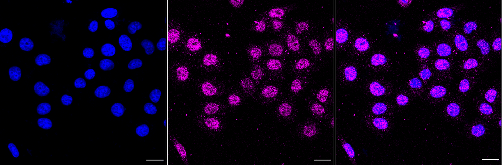 [KD Validated] Anti-FOXO3 Rabbit mAb [90G89O89]
