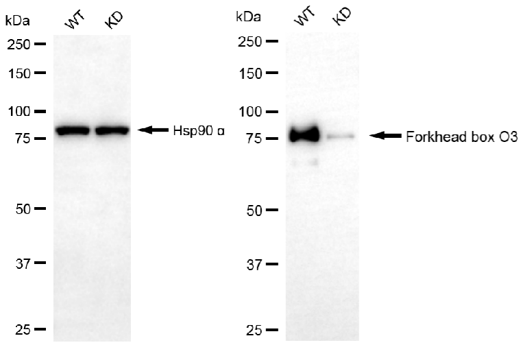 [KD Validated] Anti-FOXO3 Rabbit mAb [90G89O89]