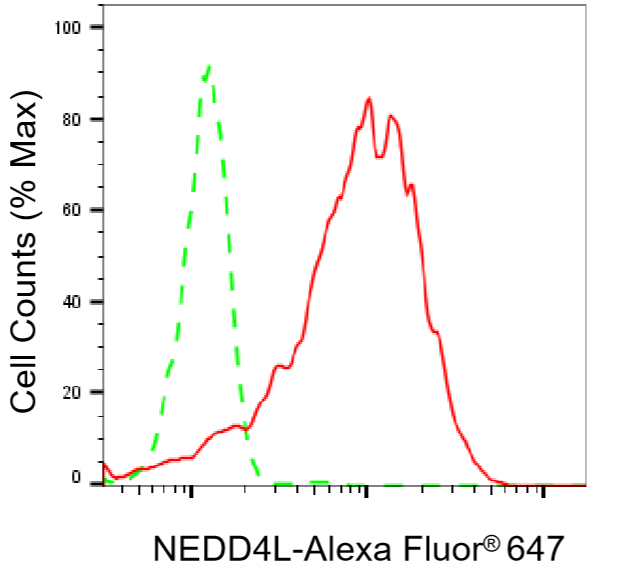 [KD Validated] Anti-NEDD4L Rabbit mAb [81E53Q95]