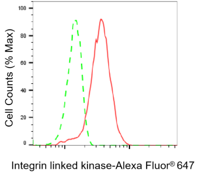 [KD Validated] Anti-ILK Rabbit mAb [29B66G58]