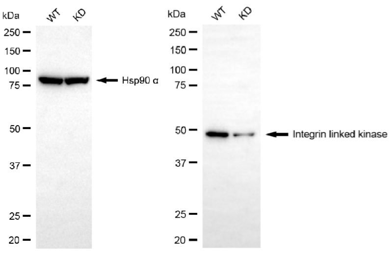[KD Validated] Anti-ILK Rabbit mAb [29B66G58]