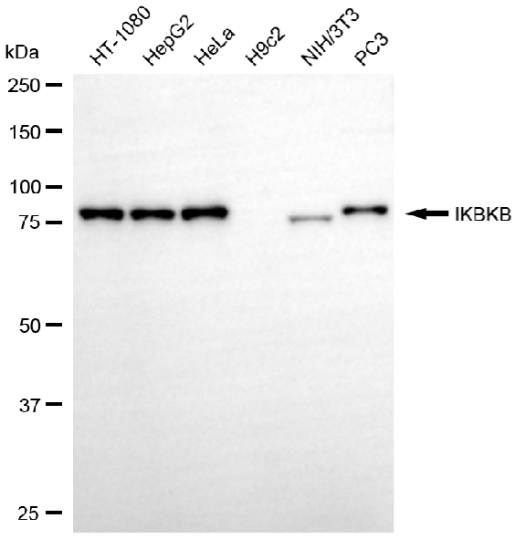 [KD Validated] Anti-IKBKB Rabbit mAb [12N99Q29]
