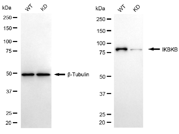 [KD Validated] Anti-IKBKB Rabbit mAb [12N99Q29]