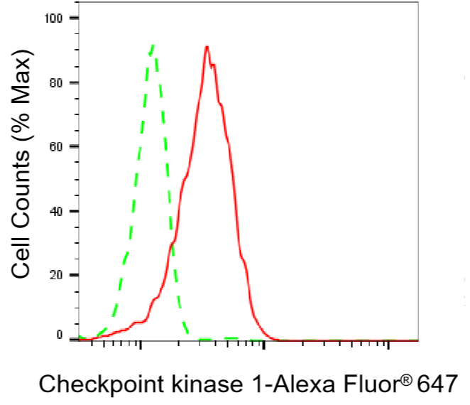 [KD Validated] Anti-CHEK1 Rabbit mAb [48O30P85]
