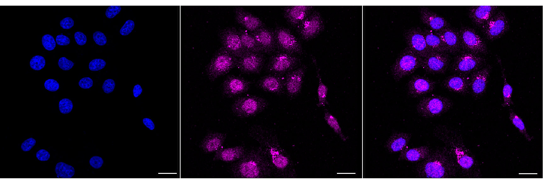 [KD Validated] Anti-CHEK1 Rabbit mAb [48O30P85]