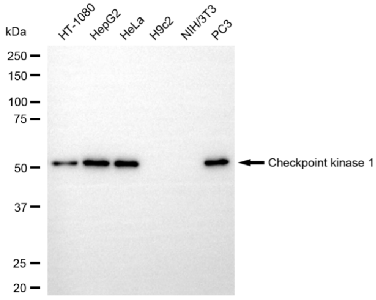 [KD Validated] Anti-CHEK1 Rabbit mAb [48O30P85]