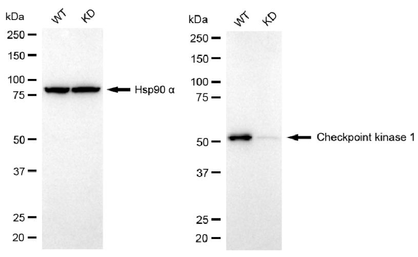 [KD Validated] Anti-CHEK1 Rabbit mAb [48O30P85]