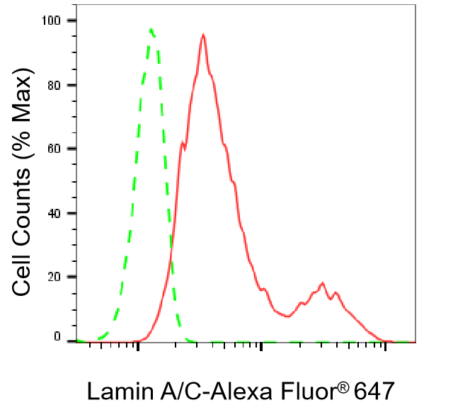 [KD Validated] Anti-LMNA Rabbit mAb [24S32K25]
