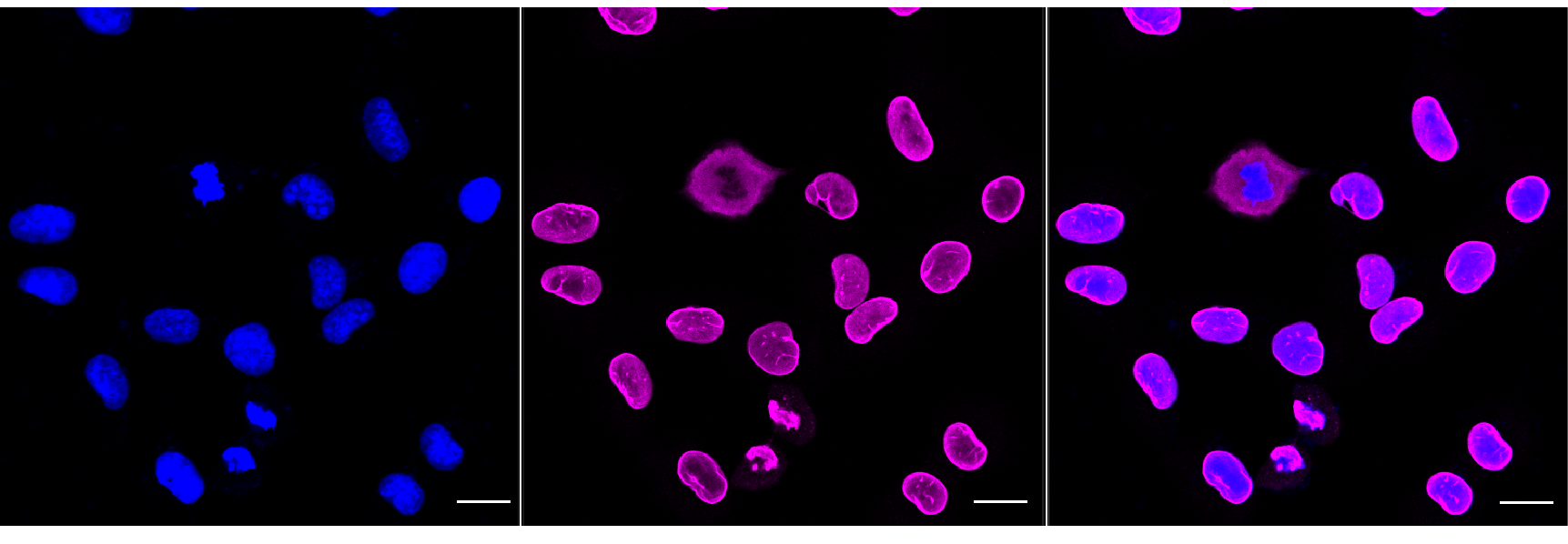 [KD Validated] Anti-LMNA Rabbit mAb [24S32K25]