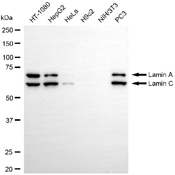 [KD Validated] Anti-LMNA Rabbit mAb [24S32K25]