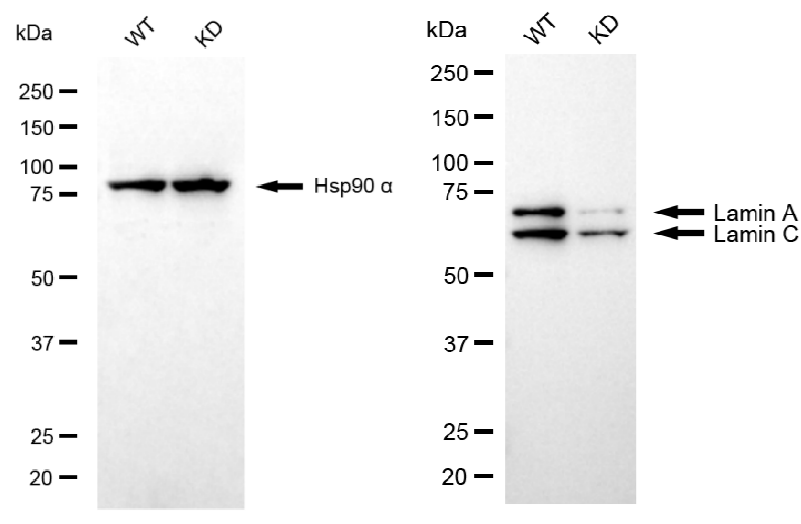 [KD Validated] Anti-LMNA Rabbit mAb [24S32K25]