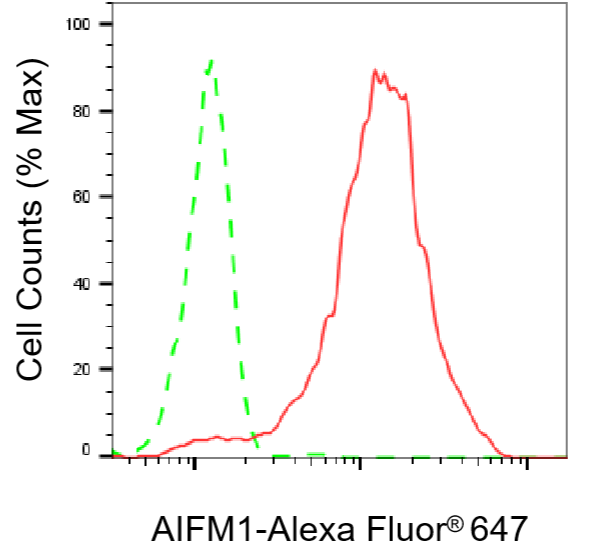 [KD Validated] Anti-AIFM1 Rabbit mAb [60P43T46]
