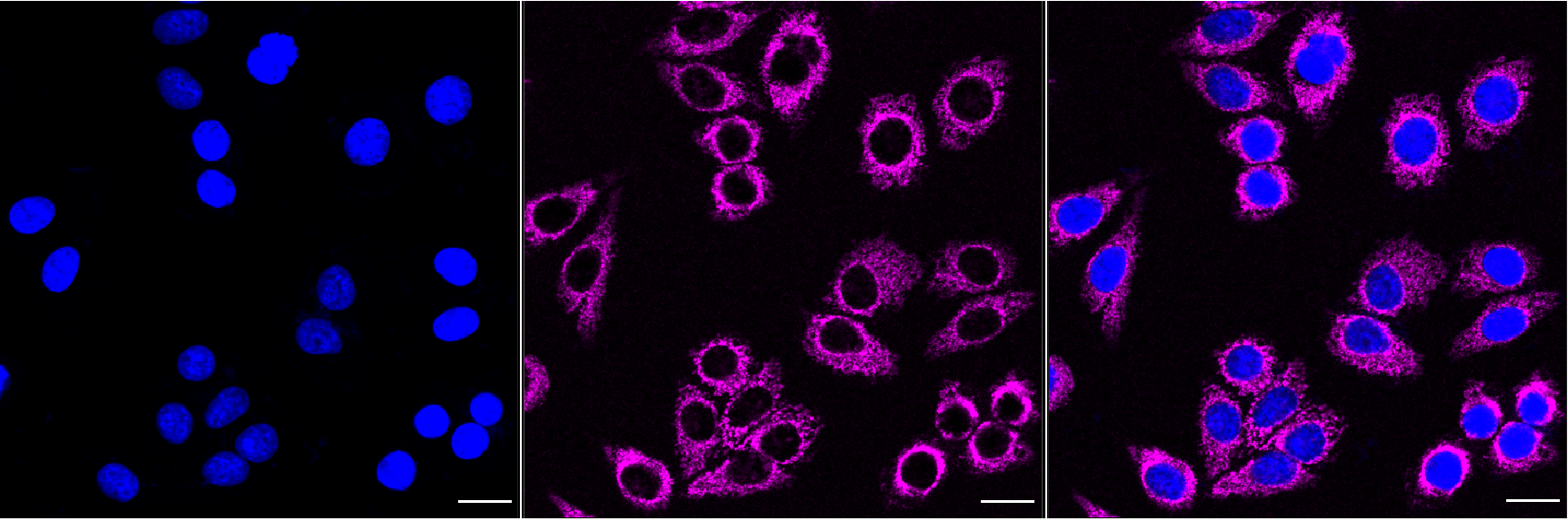 [KD Validated] Anti-AIFM1 Rabbit mAb [60P43T46]