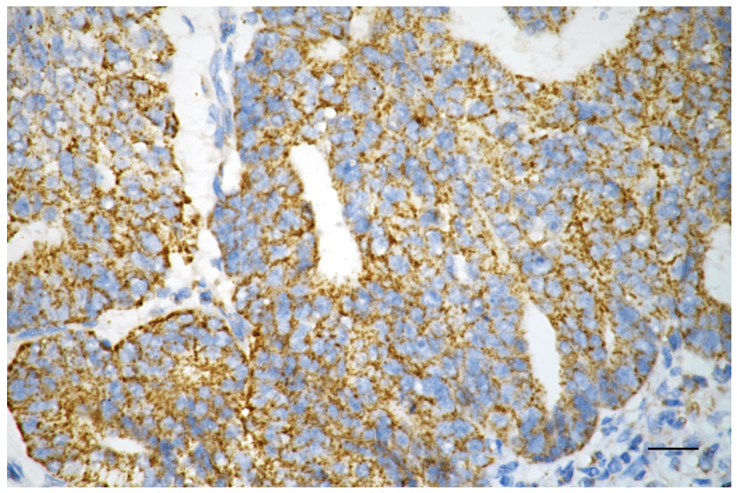 [KD Validated] Anti-AIFM1 Rabbit mAb [60P43T46]