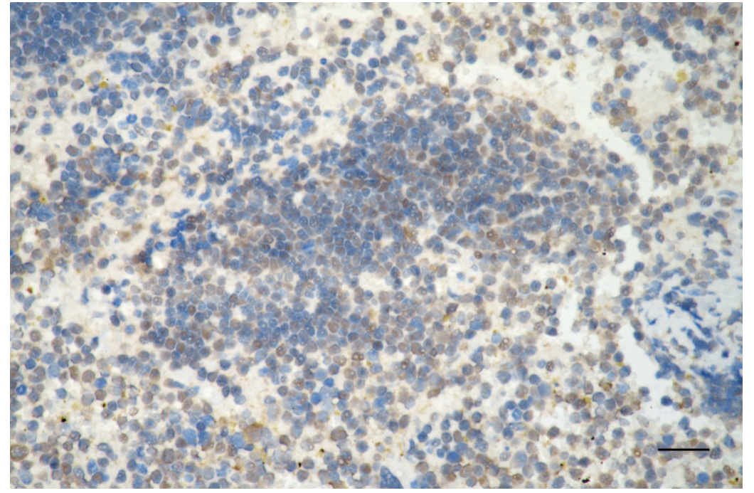 [KD Validated] Anti-AIFM1 Rabbit mAb [60P43T46]
