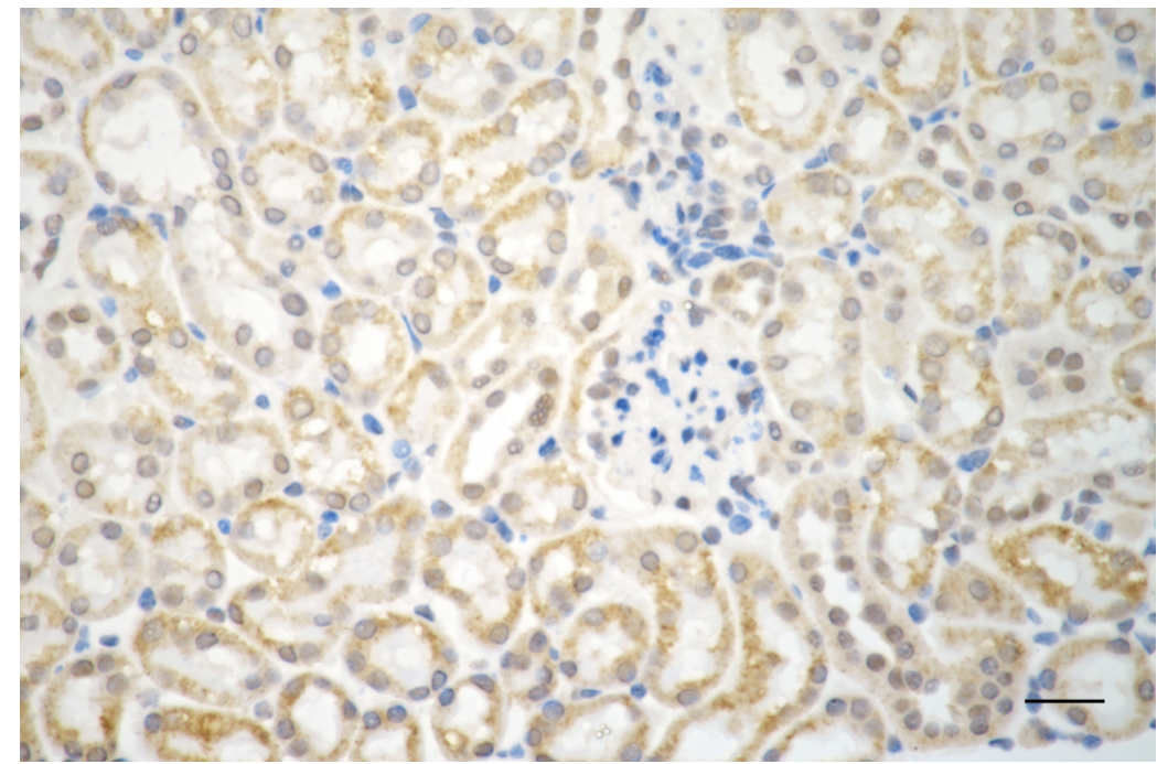 [KD Validated] Anti-AIFM1 Rabbit mAb [60P43T46]